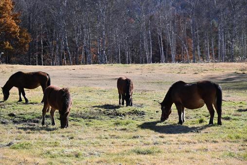 木曾馬 木曾馬,馬,動物の写真素材