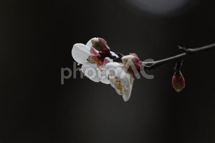 東京都内にて、1月の初旬に早々と白梅が咲き始めた。 梅,１月,早春の写真素材