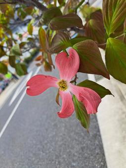 赤いハナミズキ 赤いハナミズキ ハナミズキ,はなみずき,花水木の写真素材