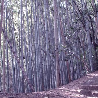 広島県-草戸愛宕神社-参道の竹林 広島県-草戸愛宕神社-参道の竹林 草戸愛宕神社,神社,参道の写真素材