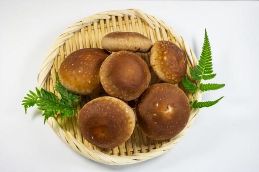 ざるに盛った椎茸 しいたけ,秋,キノコの写真素材