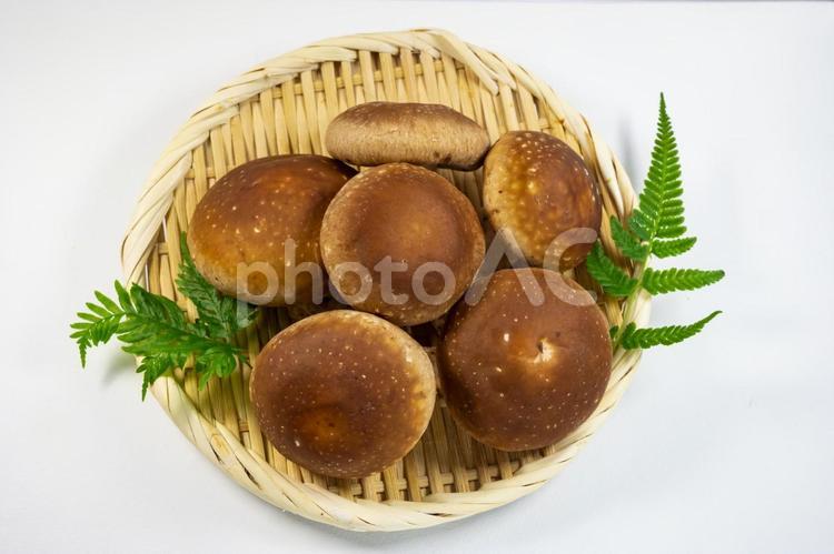 ざるに盛った椎茸 しいたけ,秋,キノコの写真素材