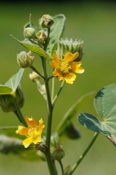 夏の終わり頃に咲くイチビの黄色い花 夏の終わり頃に咲くイチビの黄色い花の写真