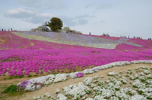 丘一面に広がる満開の芝桜 芝桜,シバザクラ,花の写真素材
