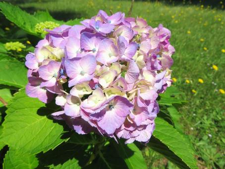 紫陽花 紫陽花の写真