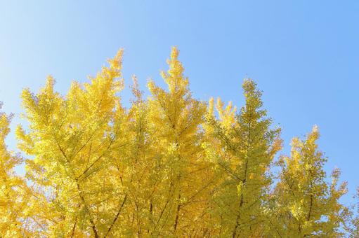 黄色く染まったイチョウ 黄色く染まったイチョウ イチョウ,秋,銀杏の写真素材