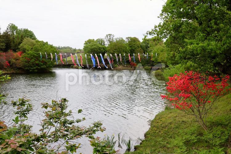 ４月下旬の公園のつつじと鯉のぼりと池 つつじ,花,赤の写真素材