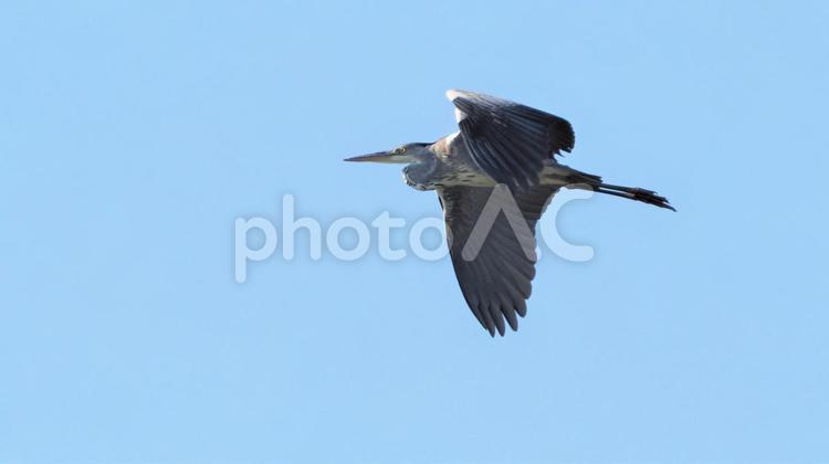 アオサギ飛翔 アオサギ飛翔 野鳥,アオサギ,鳥の写真素材