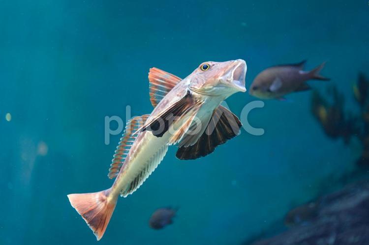 大きく口を開けたホウボウ ホウボウ,竹麦魚,海水魚の写真素材