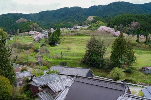春の里山 春の里山 里山,桜,田舎の写真素材