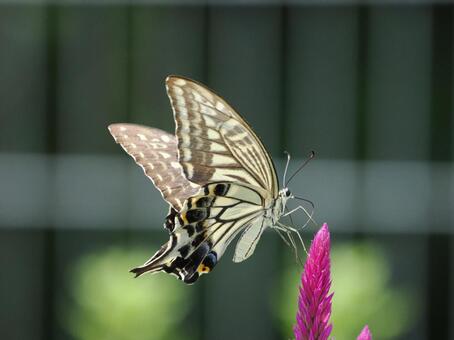 ナミアゲハ② ナミアゲハ,蝶,蝶々の写真素材