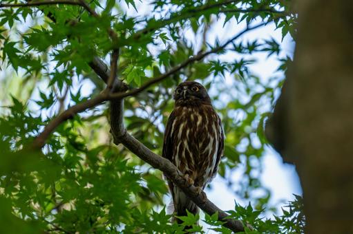 森の中に佇むアオバズクの姿 森の中に佇むアオバズクの姿の写真