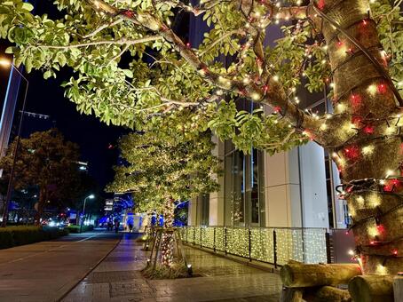 街路樹のイルミネーション 街路樹,イルミネーション,夜景の写真素材