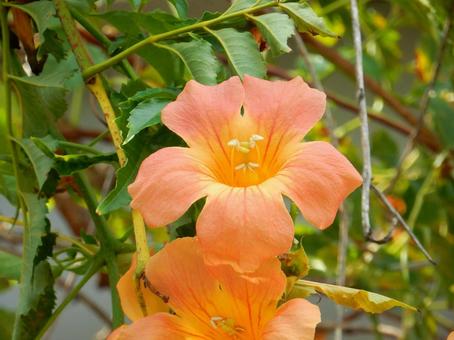 【花の写真】ノウゼンカズラ(凌霄花) 【花の写真】ノウゼンカズラ(凌霄花) ノウゼンカズラ,凌霄花,自然の写真素材