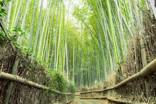 京都の竹林 京都の竹林 竹林,京都,嵐山の写真素材