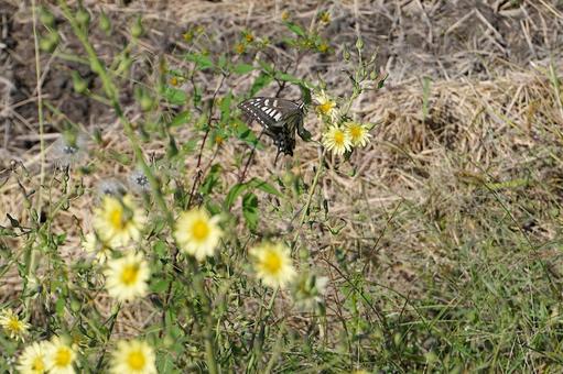 アゲハチョウ(秋)01 アゲハチョウ(秋)01 アゲハチョウ,ナミアゲハ,秋の写真素材