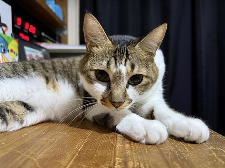 狙うネコ 狙うネコ キジトラ,動物,癒しの写真素材