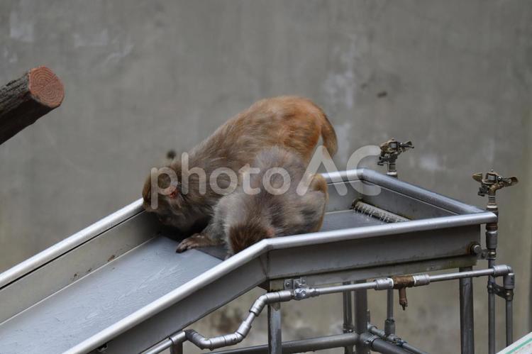 水を飲む2匹のアカゲザル アカゲザル,サル,井の頭自然文化園の写真素材