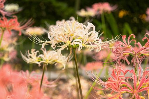 白い彼岸花 ヒガンバナ,秋,自然の写真素材