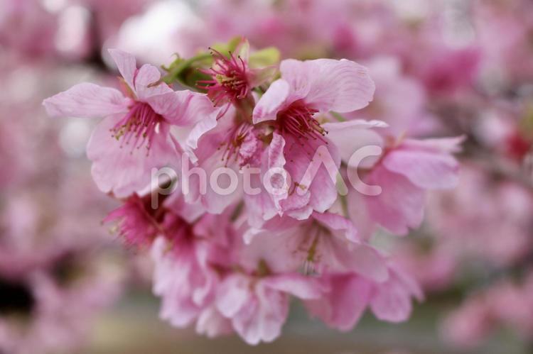 近距離で撮った桜 桜,さくら,サクラの写真素材