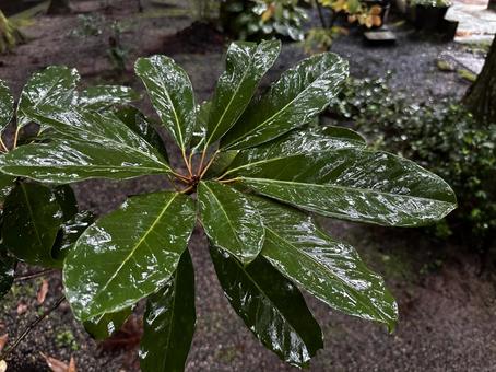 雨の日の植物 雨の日の植物 自然,ふきのとう,春の写真素材