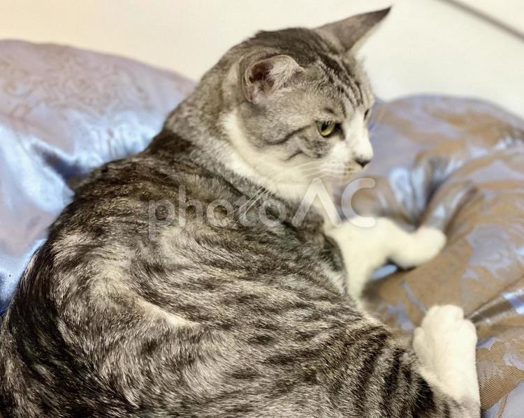 ベッドで微睡むサバ白猫様 猫,可愛い,サバシロの写真素材