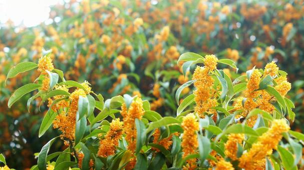 キンモクセイ-229 キンモクセイ,オレンジ色,山吹色の写真素材