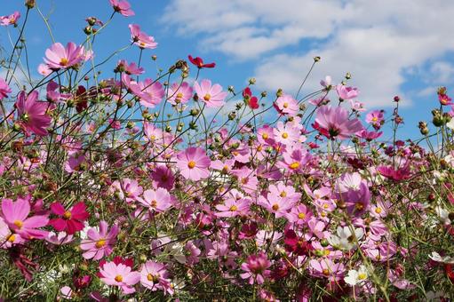 コスモス４３ コスモス,秋,かわいいの写真素材