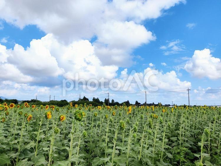 夏の空とひまわり畑 ひまわり,ヒマワリ,向日葵の写真素材
