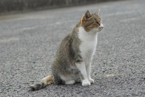 ねこ ねこの写真