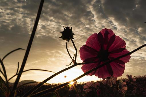 朝焼け空に透けるコスモスのシルエット コスモス,秋桜,花の写真素材