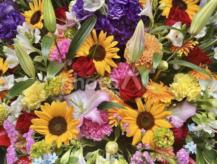 フラワー背景 花,カラフル,お花の背景の写真素材