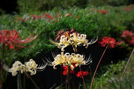 秋の彩り、白い曼珠沙華 秋の彩り、白い曼珠沙華 彼岸花,群生,秋の写真素材