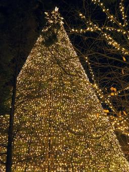お台場のXmasイルミネーション・東京都 冬,クリスマス,お台場の写真素材