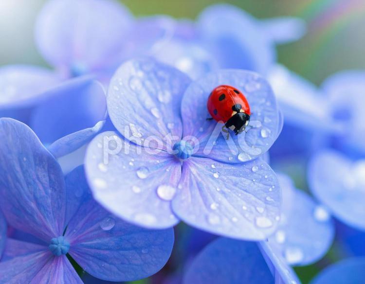 あじさいとてんとうむし 紫陽花,あじさい,アジサイの写真素材