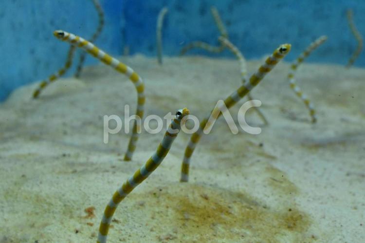 砂の中からこんにちは！ 水族館,砂の中の生き物,海の生き物の写真素材