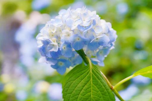 紫陽花 紫陽花の写真