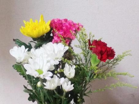照片, futsuhana, 绿茵, 康乃馨, 