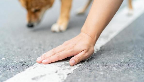 真夏、愛犬との散歩前に地面の温度を確認 真夏、愛犬との散歩前に地面の温度を確認の写真
