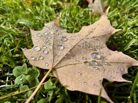 楓の落ち葉に朝露 楓の落ち葉に朝露 楓,メープルリーフ,落ち葉の写真素材