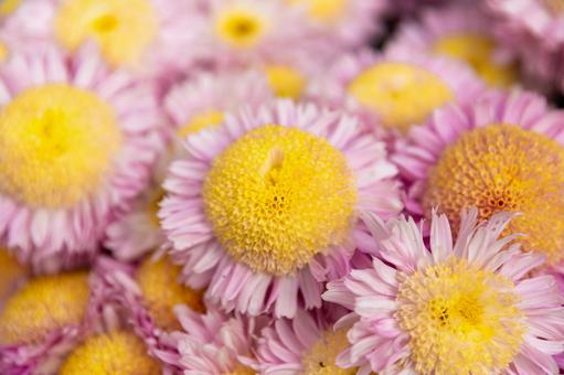 2025笠間の菊祭り1 菊祭り,笠間,秋の写真素材