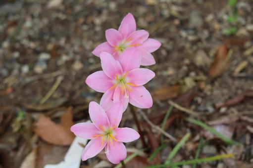 ピンク色の3輪のサフランモドキの花 ピンク色の3輪のサフランモドキの花の写真