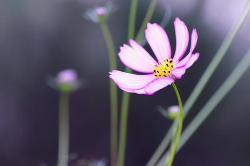 Cosmos flowers blooming in the autumn field, JPG
