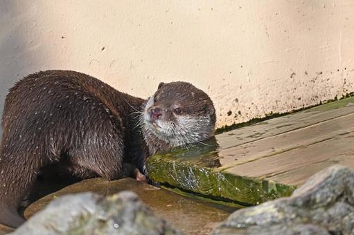 横向くコツメカワウソ コツメカワウソ,かわうそ,獺の写真素材