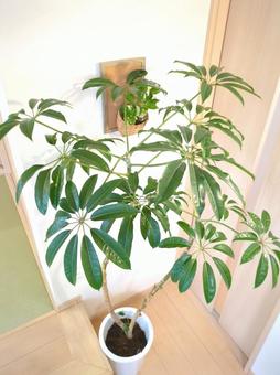 観葉植物 ツピタンサス 10号鉢 観葉植物 ツピタンサス 10号鉢 観葉植物,ツピタンサス,10号鉢の写真素材