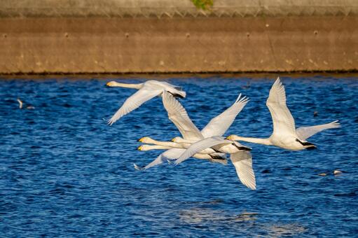 オオハクチョウ(118) 鳥,オオハクチョウ,ハクチョウの写真素材