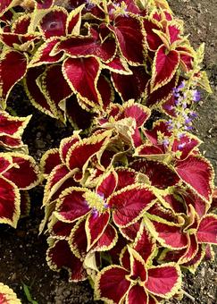 植物★コリウスの写真