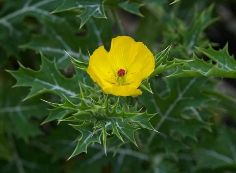 アザミゲシ アザミゲシの写真