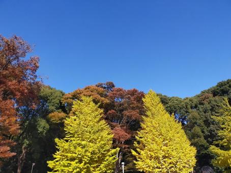 秋の日 イチョウ,秋,秋晴れの写真素材