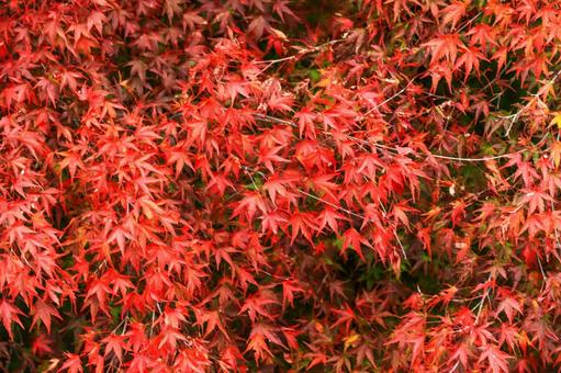 紅葉狩り9 紅葉狩り9の写真